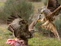 Röd glada vs. Ormvråk