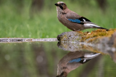 Jay 