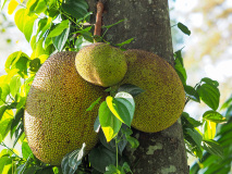 Jack Fruit