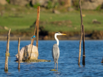 Grey Heron