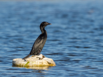 Little Cormorant