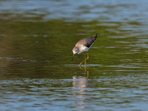 Common Greenshank