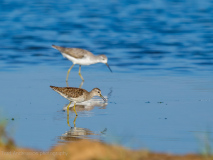Wood Sandpiper