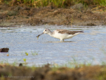 Common Greenshank