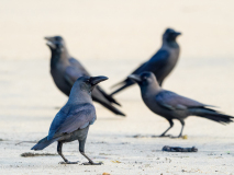 House Crows