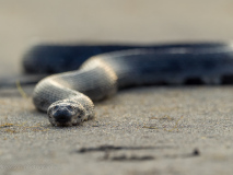 Rat Snake