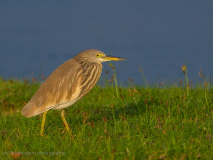 Indian Pond Heron