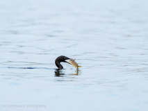 Little Cormorant