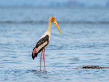 Painted Stork