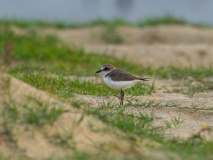 Siberian Sand-Plover