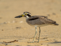 Great Thick-knee