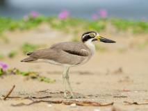 Great Thick-knee