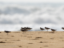 Common Sandpipers