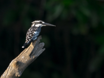 Pied Kingfisher