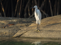 Little Egret