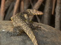 Water monitor