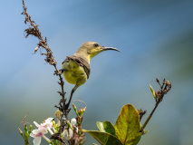 Loten\'s Sunbird