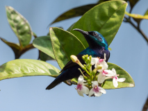 Loten\'s Sunbird
