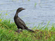Little Cormorant