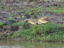 Mugger Crocodile