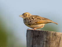 Jerdon\'s Bush Lark