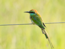 Green Bee-eater