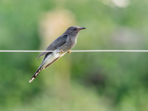 Plaintive Cuckoo