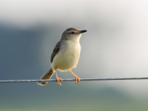 Plain Prinia