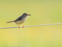 Plain Prinia