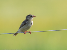 Baya Weaver