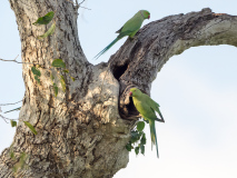 Rose-ringed Parakeets
