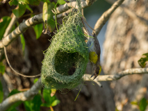 Baya Weaver