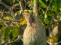 Baya Weaver