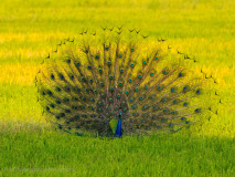 Indian Peafowl