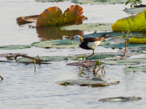 Pheasant-tailed Jacana