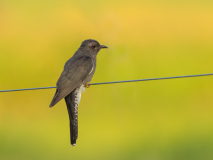 Plaintive Cuckoo