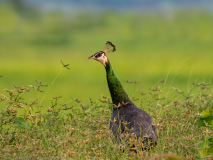Indian Peafowl