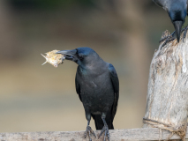 House Crow