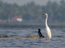 Great Egret