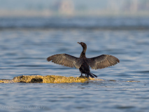 Little Cormorant