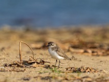 Siberian Sand-Plover