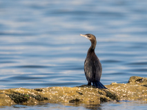 Little Cormorant