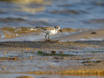 Little Stint