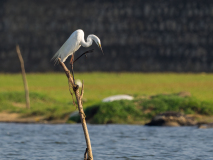 Great Egret