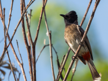 Red-vented Bulbul