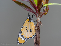 Plain Tiger