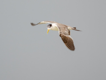 Greater Crested Tern