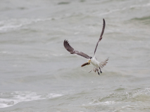 Greater Crested Tern