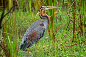 Sri Lanka | Bundala NP
