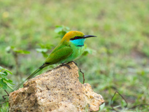 Green Bee-Eater